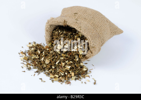 Sweet Wormwood Herb / Qing Hao Stock Photo