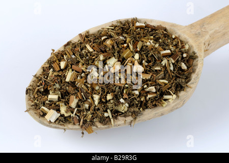 Sweet Wormwood Herb / Qing Hao Stock Photo