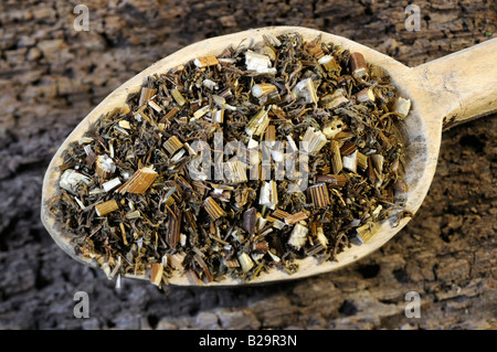 Sweet Wormwood Herb / Qing Hao Stock Photo