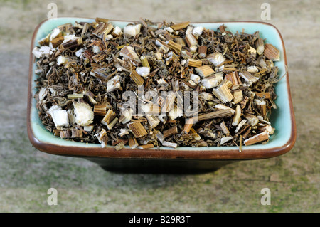 Sweet Wormwood Herb / Qing Hao Stock Photo