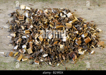 Sweet Wormwood Herb / Qing Hao Stock Photo