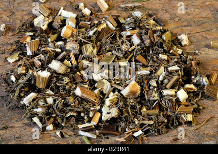 Sweet Wormwood Herb / Qing Hao Stock Photo