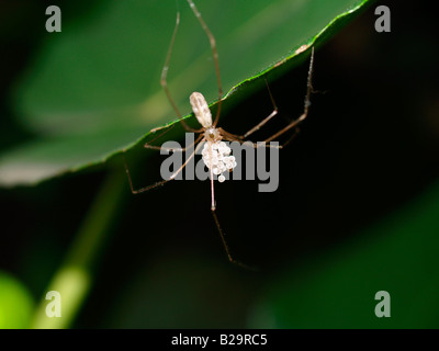 Long-bodied Cellar Spider Stock Photo