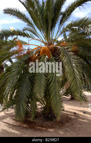 Canary Island Date Palm Stock Photo - Alamy