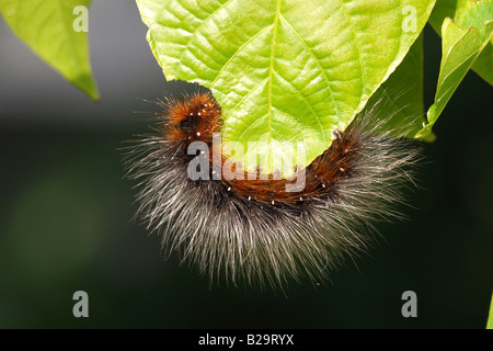 Garden Tiger Moth Stock Photo