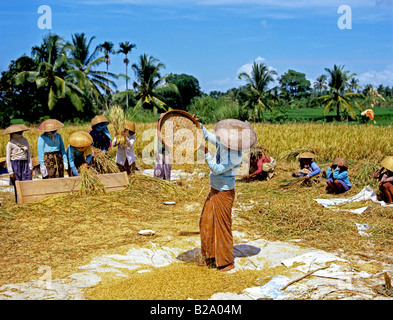 Rice harvest Bali Indonesia Date 28 03 2008 Ref WP B548 111653 0053 COMPULSORY CREDIT World Pictures Photoshot Stock Photo