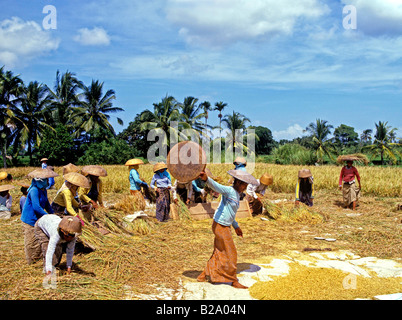 Rice harvest Bali Indonesia Date 28 03 2008 Ref WP B548 111653 0054 COMPULSORY CREDIT World Pictures Photoshot Stock Photo
