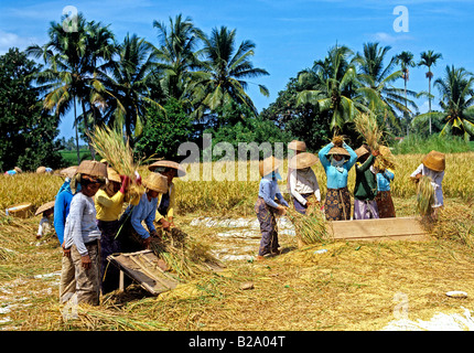 Rice harvest Bali Indonesia Date 28 03 2008 Ref WP B548 111653 0055 COMPULSORY CREDIT World Pictures Photoshot Stock Photo