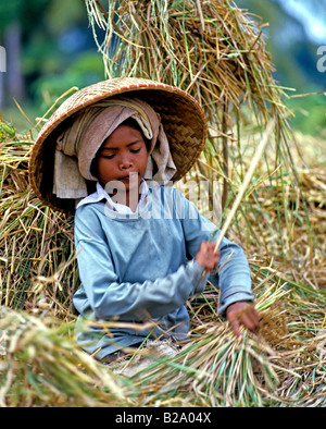 Rice harvest Bali Indonesia Date 28 03 2008 Ref WP B548 111653 0057 COMPULSORY CREDIT World Pictures Photoshot Stock Photo