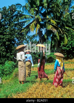 Rice harvest Bali Indonesia Date 28 03 2008 Ref WP B548 111653 0060 COMPULSORY CREDIT World Pictures Photoshot Stock Photo