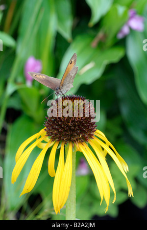 MEADOW BROWN BUTTERFLY MANIOLA JURTINA FEEDING ON YELLOW CONEFLOWER ECHINACEA PARADOXA Stock Photo