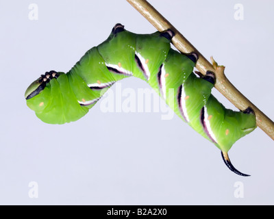 Privet Hawkmoth caterpillar Stock Photo