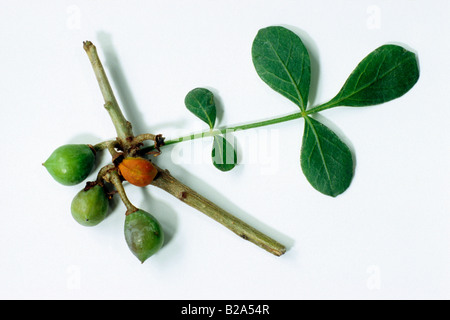 Abyssinian Myrrh (Commiphora abyssinica), twig with leaves, studio picture Stock Photo