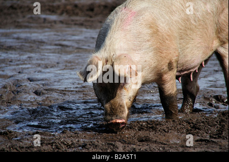 Pig in Mud on Farm Stock Photo