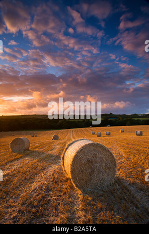 Circular hay bales in field Morchard Bishop Mid Devon England Stock Photo