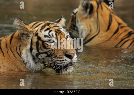 A Bengal Tiger machali machali close up in a monsoon water at Ranthambhore forest. (Panthera Tigris) Stock Photo