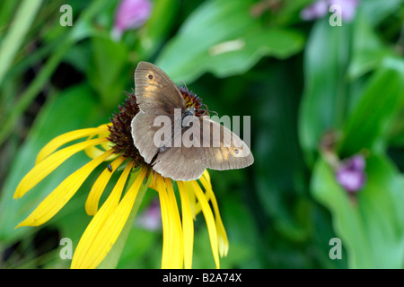 MEADOW BROWN BUTTERFLY MANIOLA JURTINA FEEDING ON YELLOW CONEFLOWER ECHINACEA PARADOXA Stock Photo