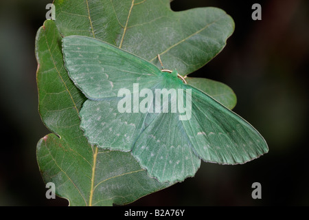 Large Emerald Geometra papilionaria at rest on Oak leaf Potton Bedfordshire Stock Photo