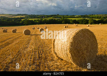 Round hay bales in a field near Morchard Bishop Devon England Stock Photo