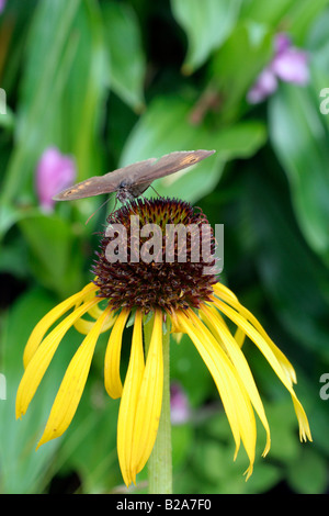 MEADOW BROWN BUTTERFLY MANIOLA JURTINA FEEDING ON YELLOW CONEFLOWER ECHINACEA PARADOXA Stock Photo