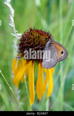 MEADOW BROWN BUTTERFLY MANIOLA JURTINA FEEDING ON YELLOW CONEFLOWER ECHINACEA PARADOXA Stock Photo