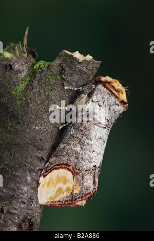 Buff-tip Phalera bucephala moth at rest Potton Bedfordshire Stock Photo