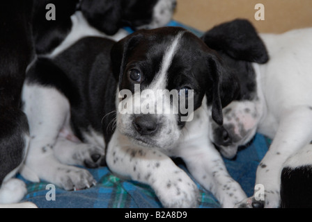 Pedigree black and white English Pointer puppy Stock Photo