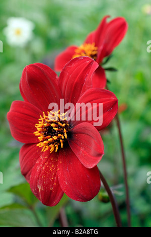 Dahlia 'Bishop of Auckland', single red flower showing yellow stamen and  dark purple leaves Stock Photo - Alamy