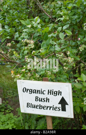 Bushes of blueberries with ripe and unripe berries growing in Vermont at a pick your own farm Stock Photo