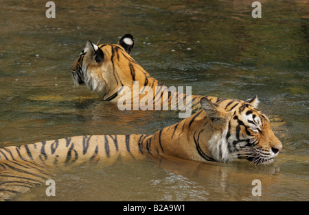 A Bengal Tiger machali machali cooling bathing in a monsoon water at Ranthambhore forest. (Panthera Tigris) Stock Photo