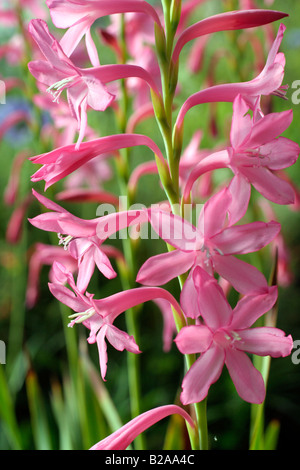 WATSONIA TRESCO DWARF PINK Stock Photo