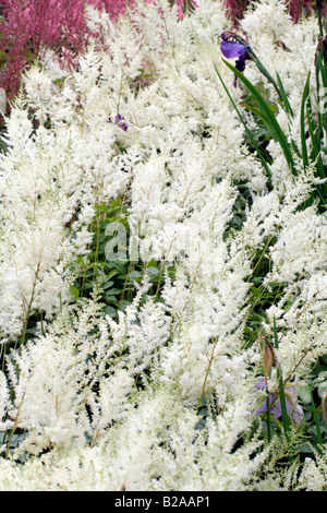 ASTILBE DIAMANT SYN DIAMAND NATIONAL COLLECTION OF ASTILBE AT MARWOOD HILL GARDENS NORTH DEVON Stock Photo
