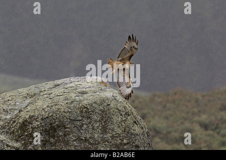 Red-tailed Hawk on boulder in snowstorm Stock Photo