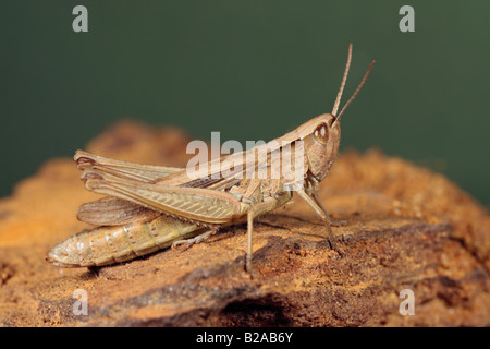 Common field grasshopper Chorthippus brunneus at rest on sandstone Sandy Bedfordshire Stock Photo