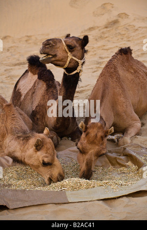 CAMELS Camelus bactrianus eat hay in the THAR DESERT near JAISALMER during a SAFARI RAJASTHAN INDIA Stock Photo