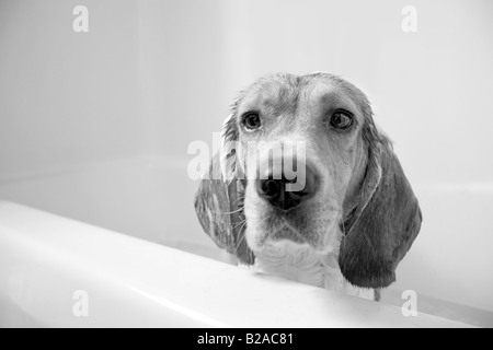 A sad beagle sitting in the bath tub He doesnt seem to be having a very fun time Shallow depth of field Stock Photo