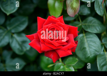 loving memory korgund red hybrid tea rose against green foliage Stock Photo