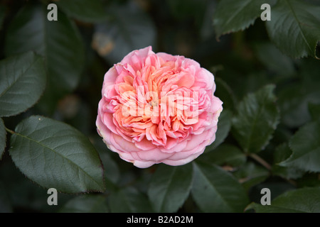 pink blend spiral rose named duchess of cornwall Stock Photo