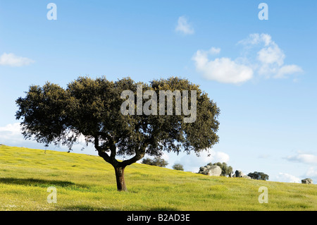 Holm Oak - Quercus ilex - in a field of yellow flowers Alentejo Portugal Stock Photo
