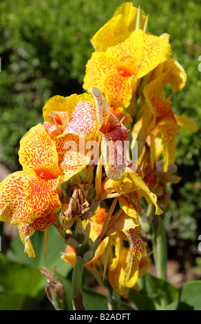 Canna Lily 'Yellow King Humbert', Cannaceae.  Yellow, red spotted flower. Stock Photo