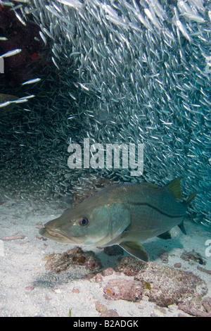 Snook, Centropomus undecimalis, underwater in the Florida Keys Stock Photo