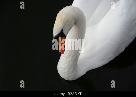 Swan floating on the lake. Stock Photo