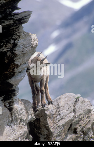 bouquetin stambecco leaping salt Capra ibex young mountain giovane lecca sale montagna neve montagna Valnoney Cogne Parco Nazion Stock Photo