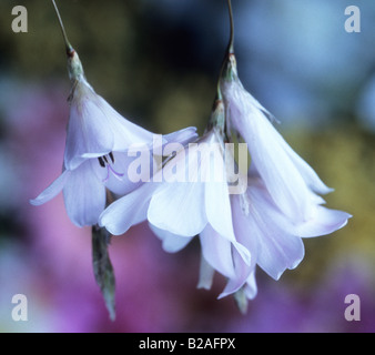 Dierama ‘Guinevere’ angels fishing rod Guinevere – arching stems of ...