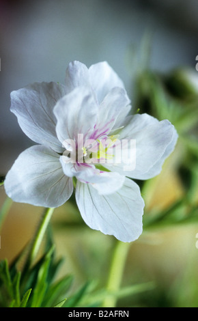 Geranium pratense Plenum Album Stock Photo