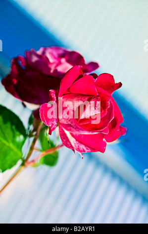 pink garden rose and shadow at dusk on graphic background Stock Photo