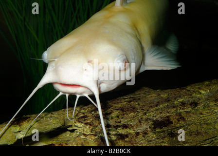Channel catfish Ictalurus punctatus albino Florida Stock Photo