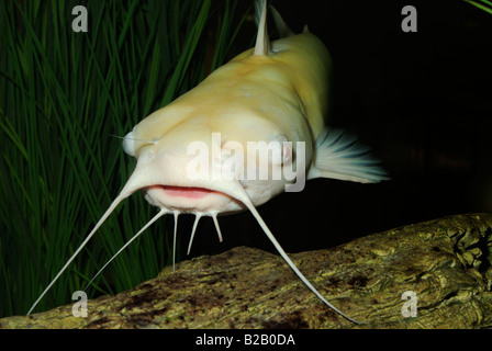 Channel catfish Ictalurus punctatus albino Florida Stock Photo