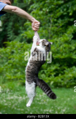 cat hanging on a raw turkey leg Stock Photo