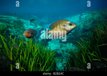 Bluegill Lepomis macrochirus and Redbreast sunfish Lepomis auritus Alexander springs Florida Stock Photo